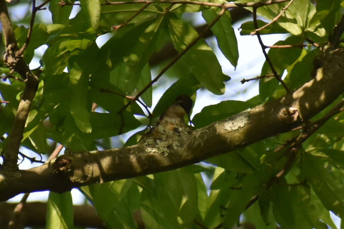 Ruby-throated Hummingbird - ML619126059