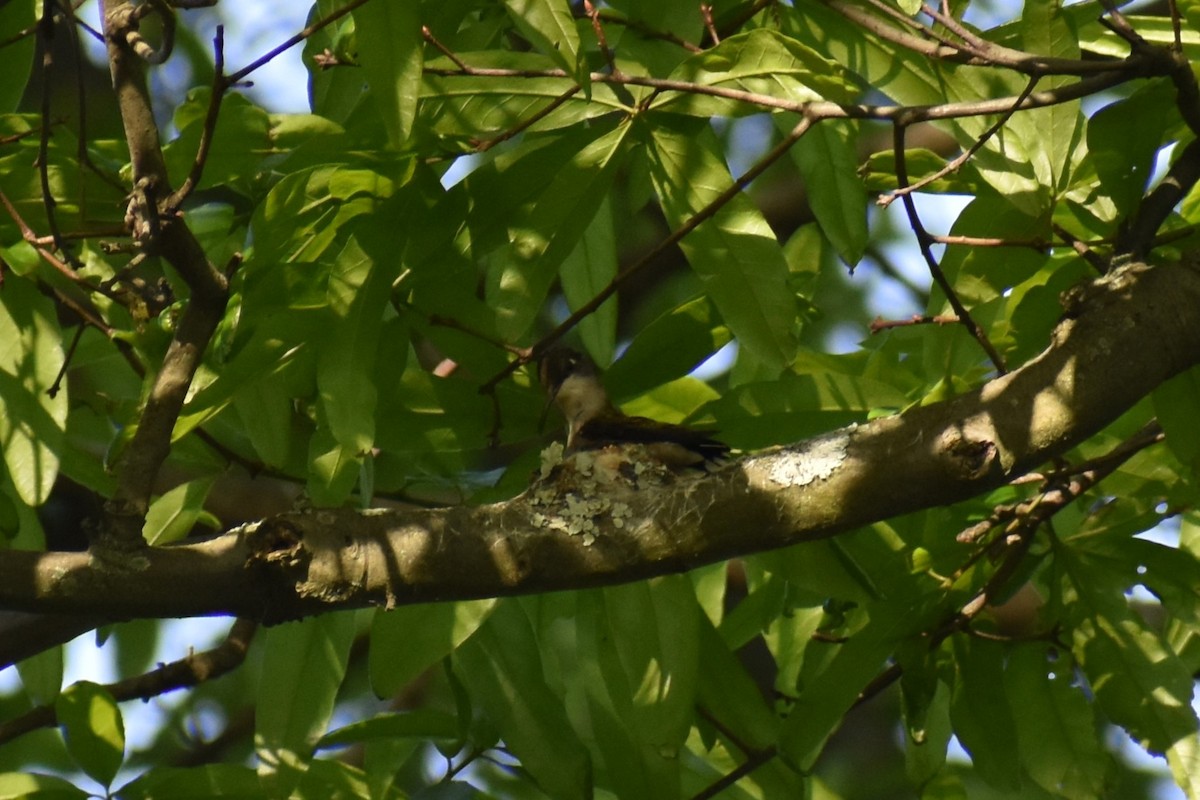 Ruby-throated Hummingbird - ML619126060