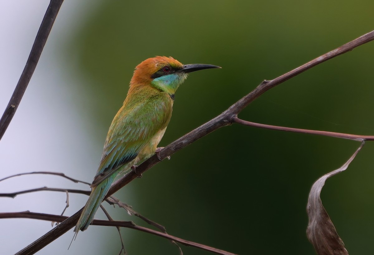 Asian Green Bee-eater - ML619126062