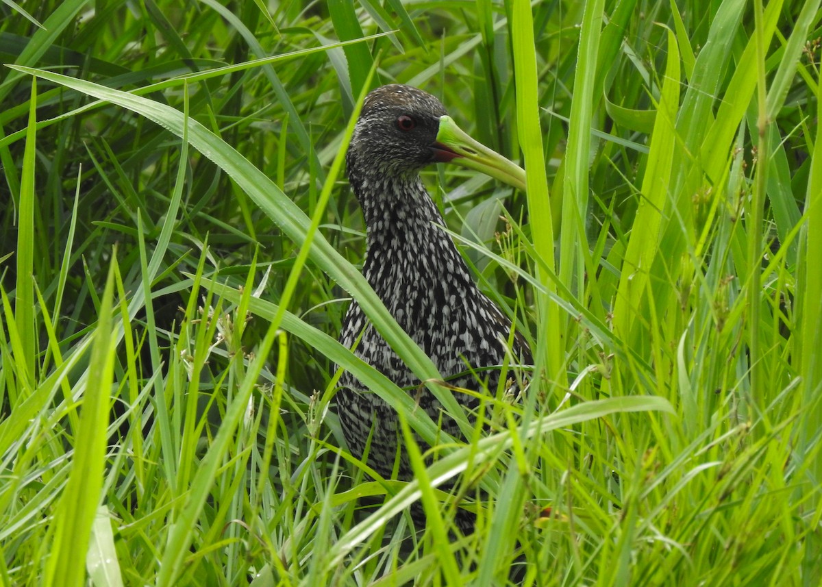 Spotted Rail - ML619126118