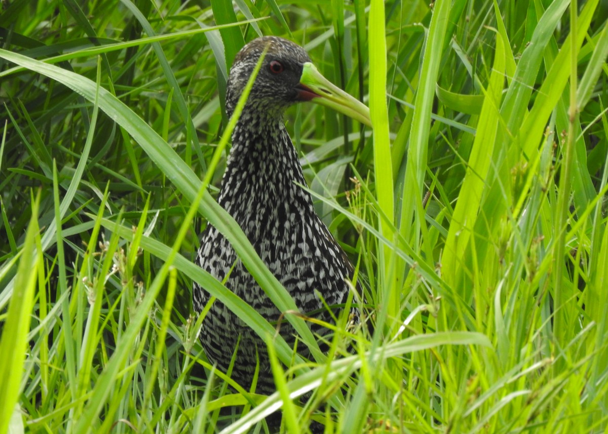 Spotted Rail - ML619126119
