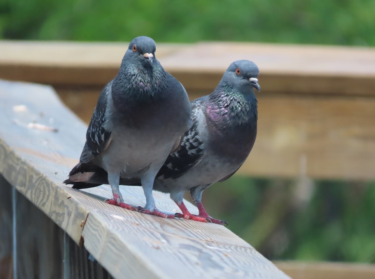 Rock Pigeon (Feral Pigeon) - ML619126227