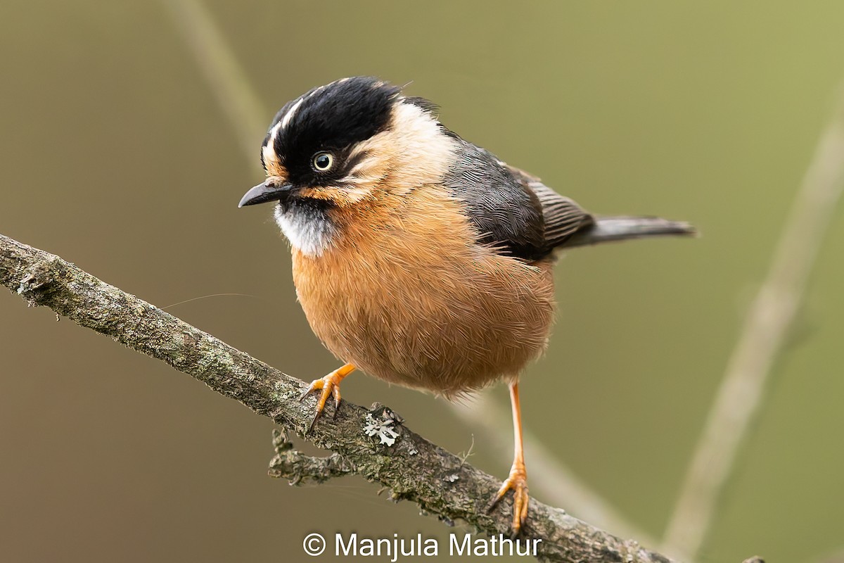 Black-browed Tit (Rufous-fronted) - ML619126371
