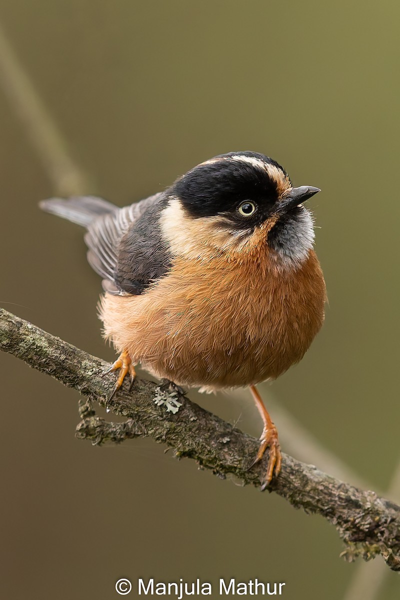 Black-browed Tit (Rufous-fronted) - ML619126376