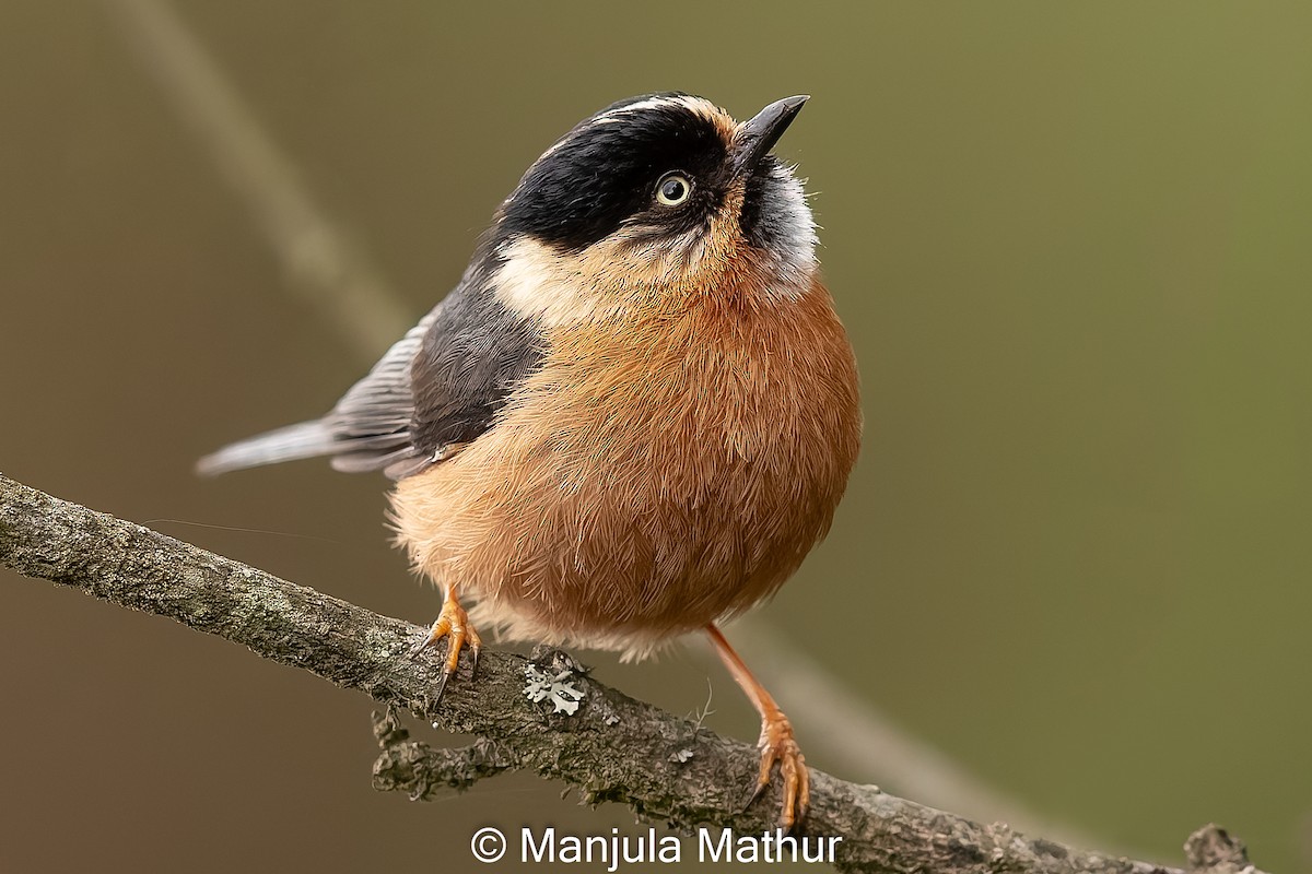 Black-browed Tit (Rufous-fronted) - ML619126378