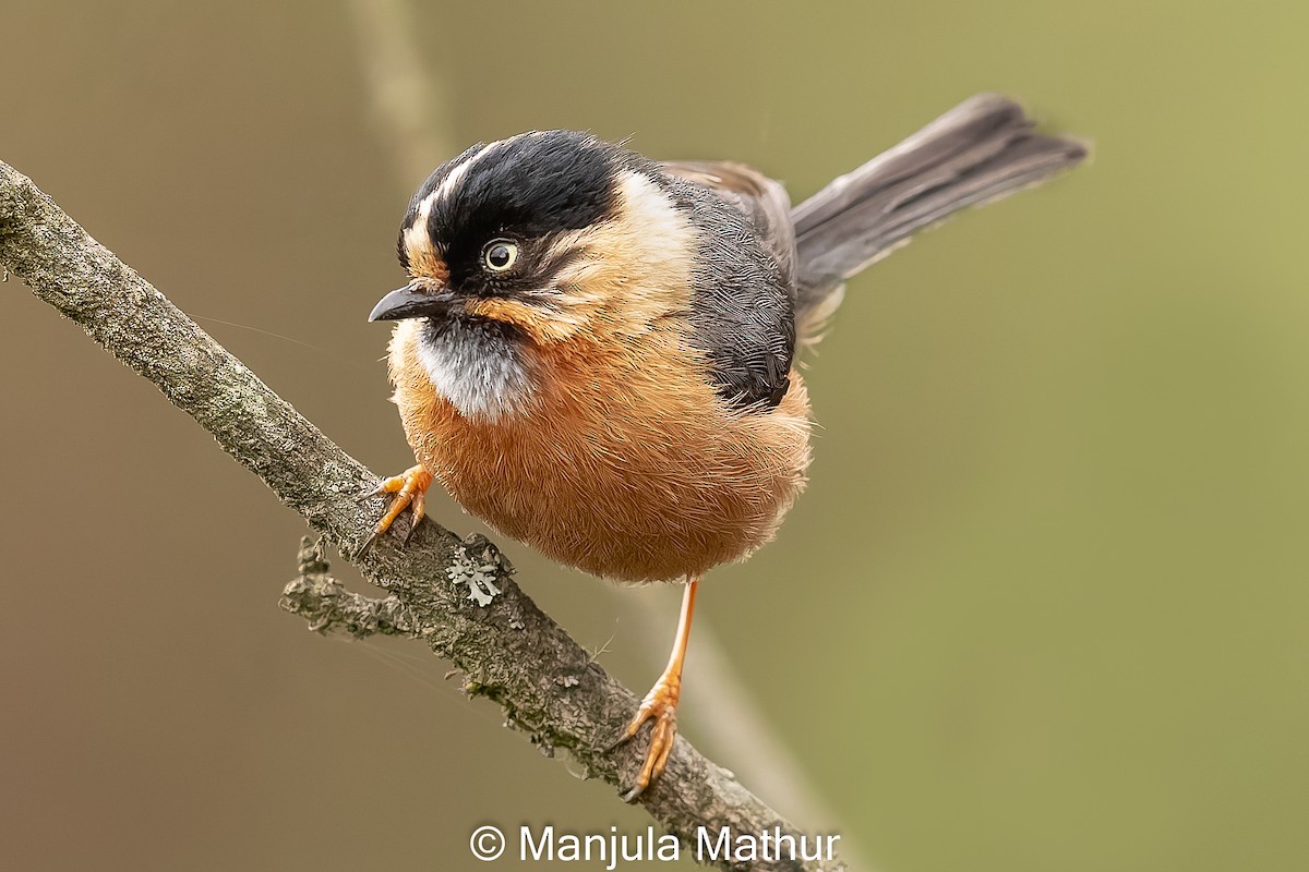 Black-browed Tit (Rufous-fronted) - ML619126387