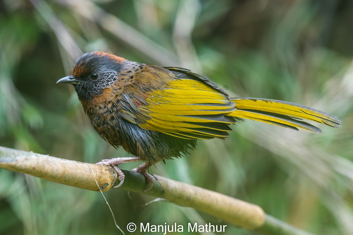 Chestnut-crowned Laughingthrush - ML619126394