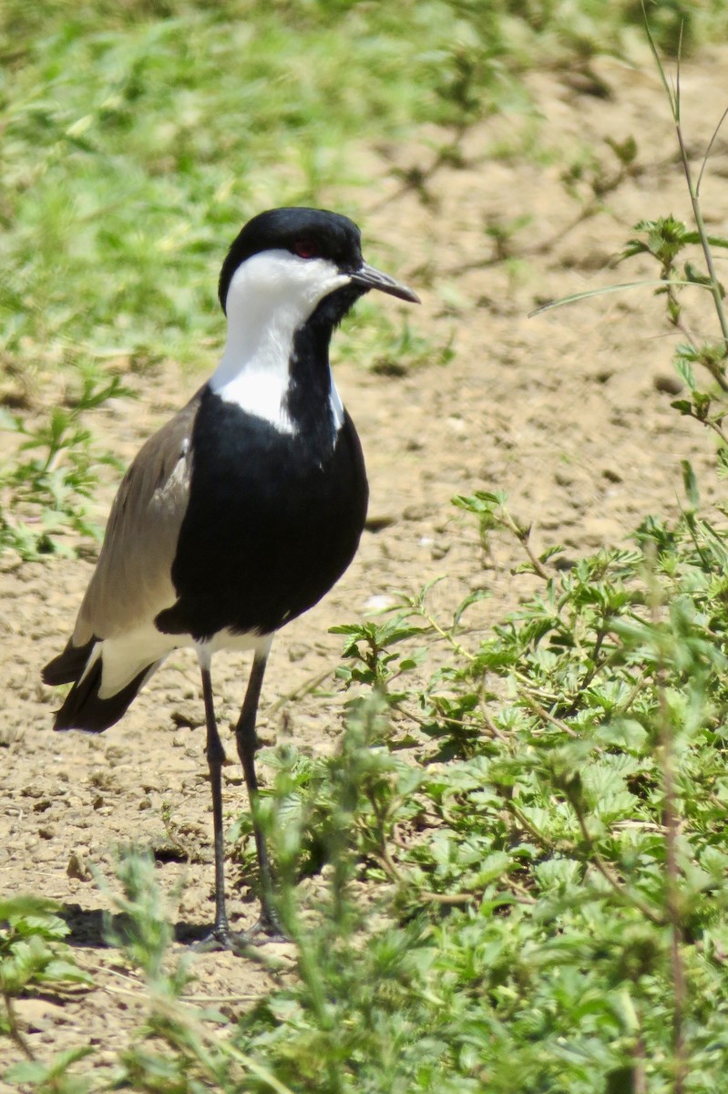 Spur-winged Lapwing - ML619126441