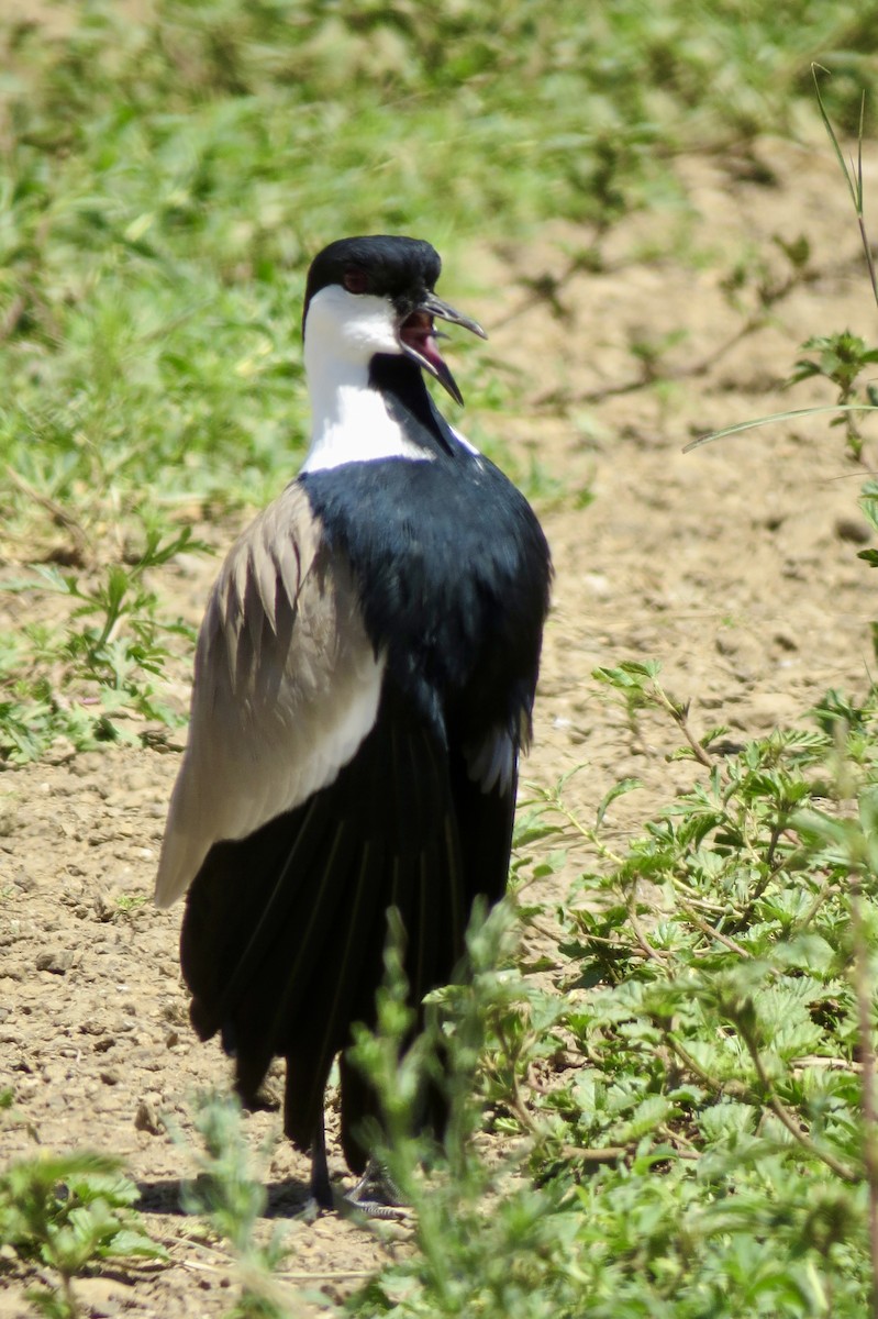 Spur-winged Lapwing - ML619126442