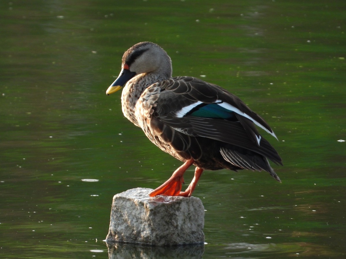 Indian Spot-billed Duck - ML619126458