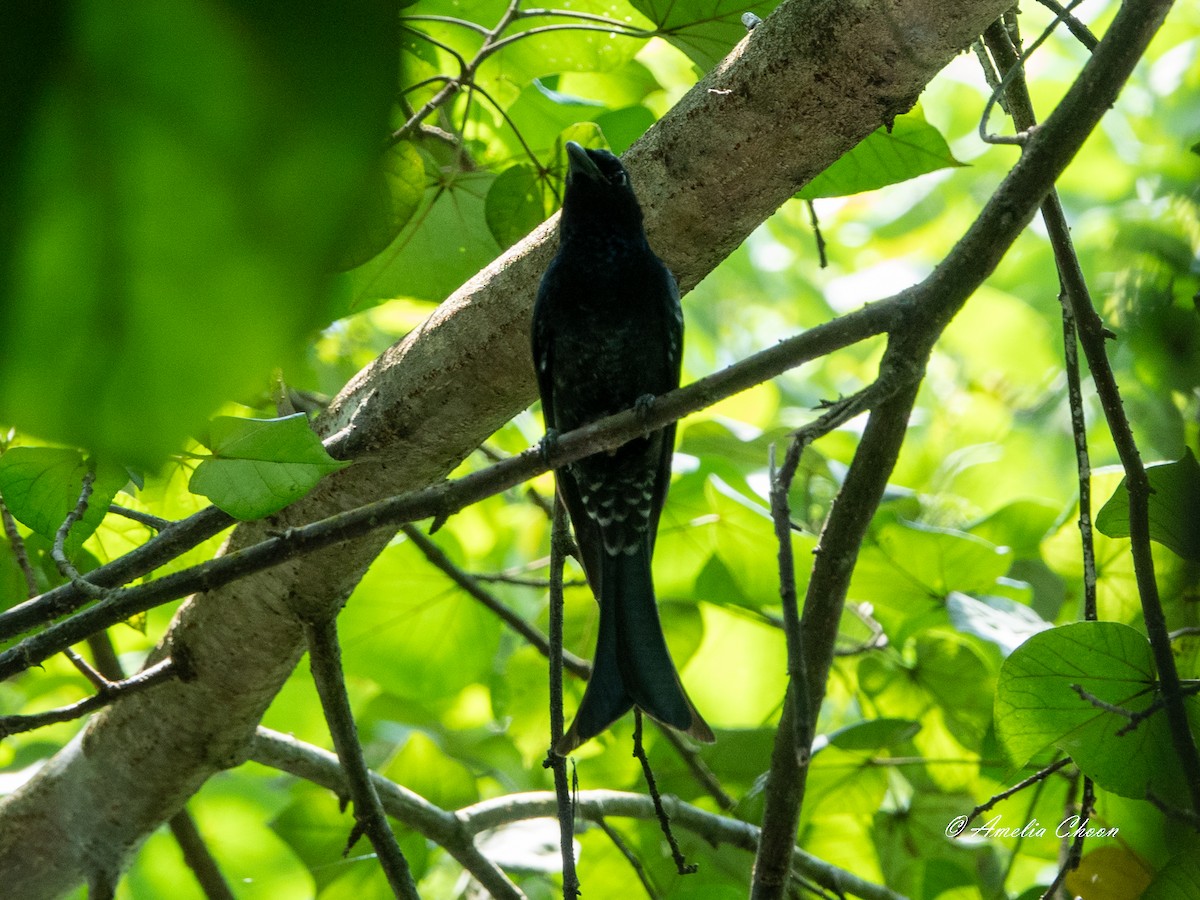 Crow-billed Drongo - ML619126485
