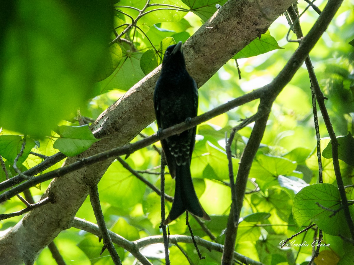 Crow-billed Drongo - ML619126486