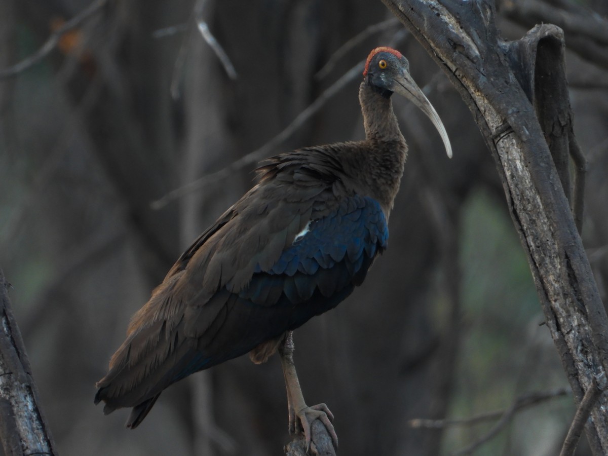ibis bradavičnatý - ML619126489