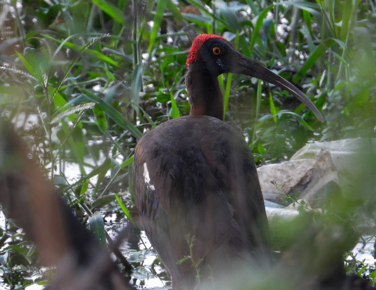 ibis bradavičnatý - ML619126490