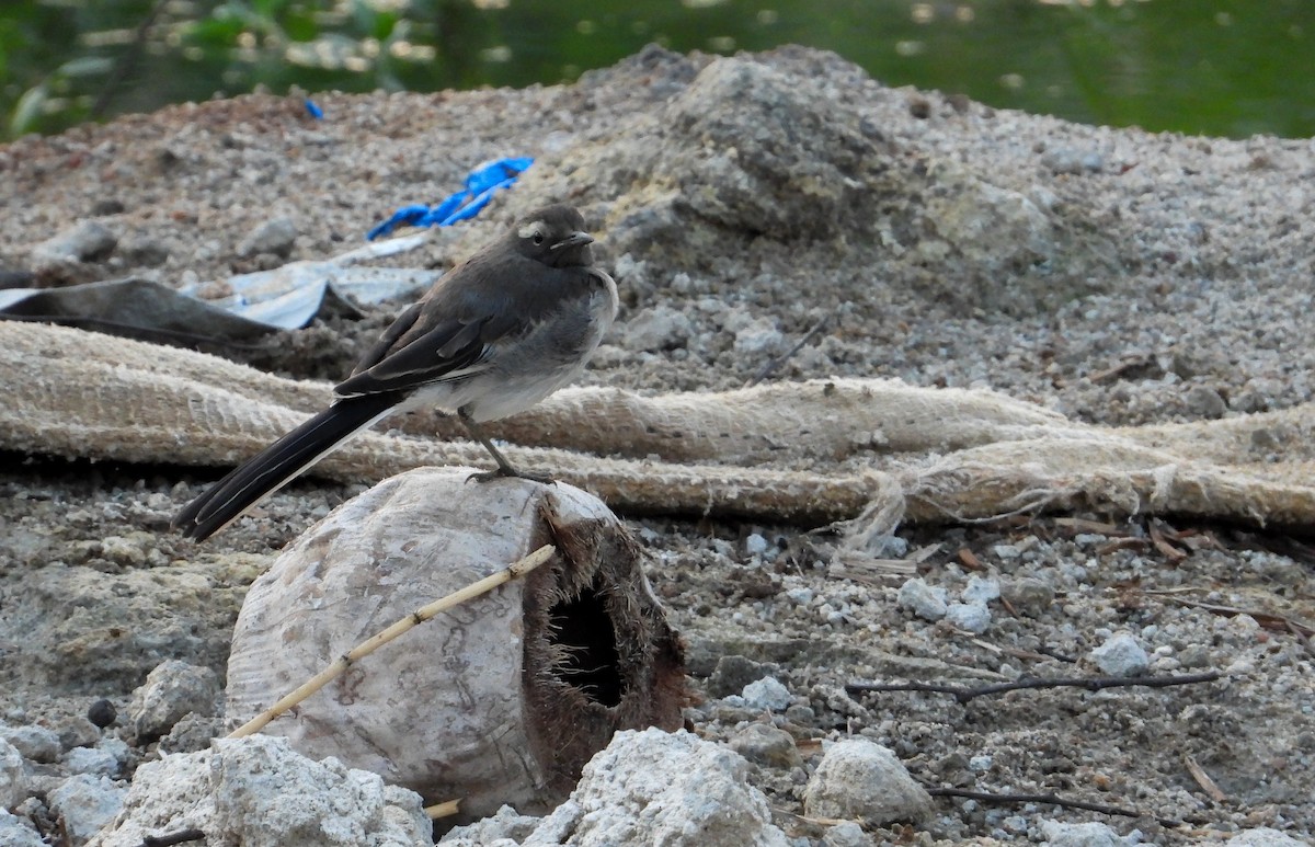White-browed Wagtail - ML619126508