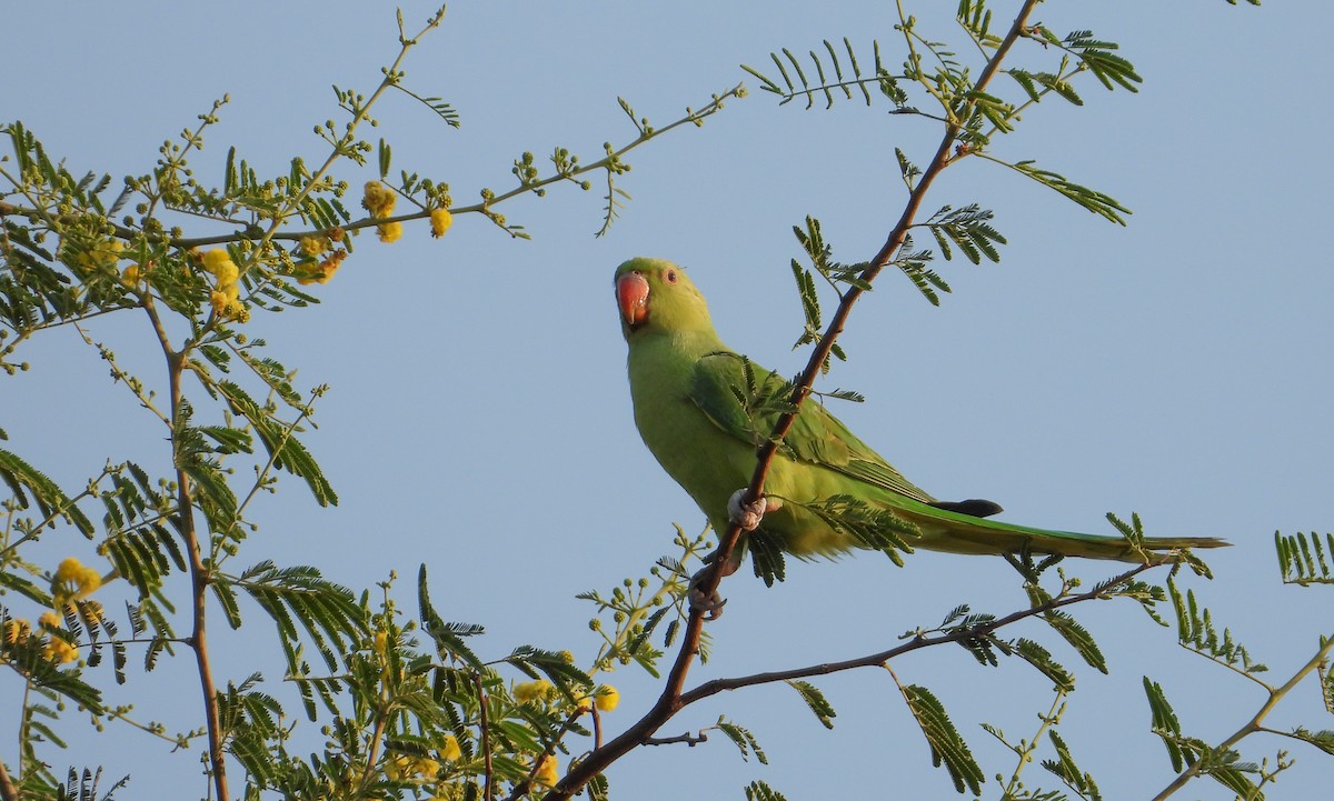 Yeşil Papağan - ML619126511