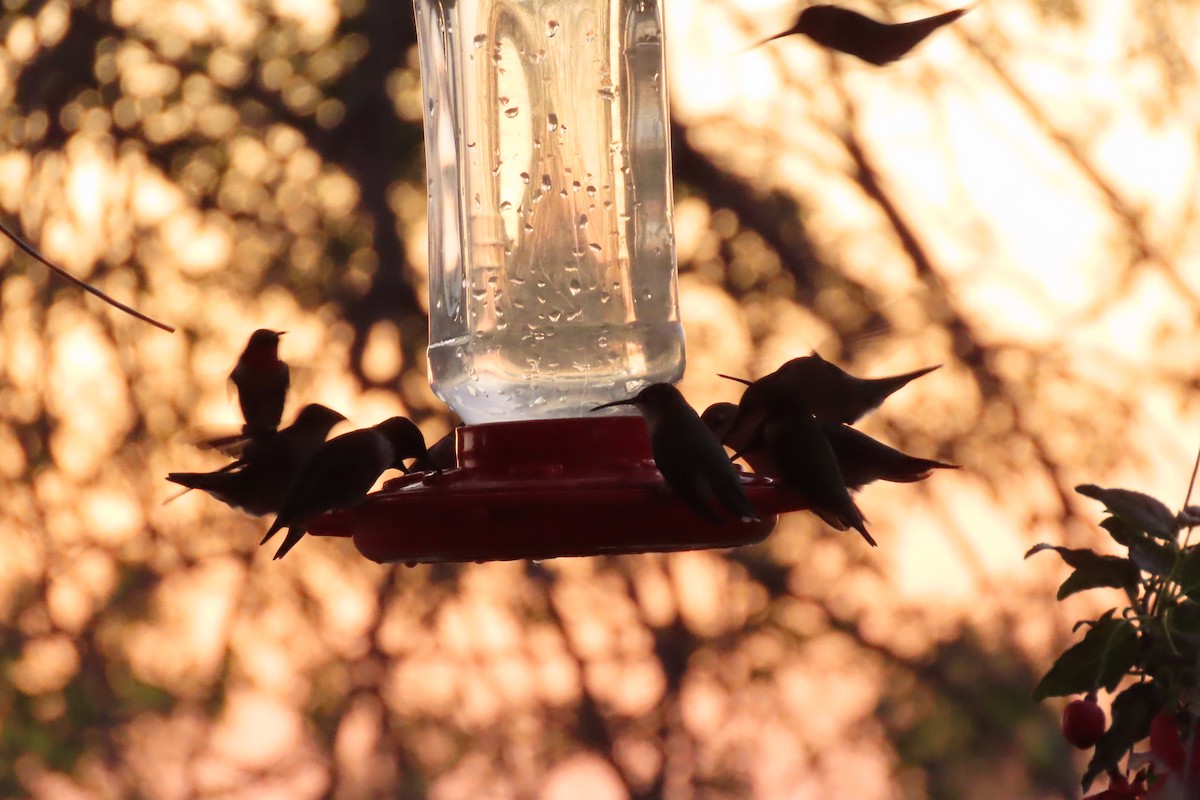 Ruby-throated Hummingbird - ML619126526