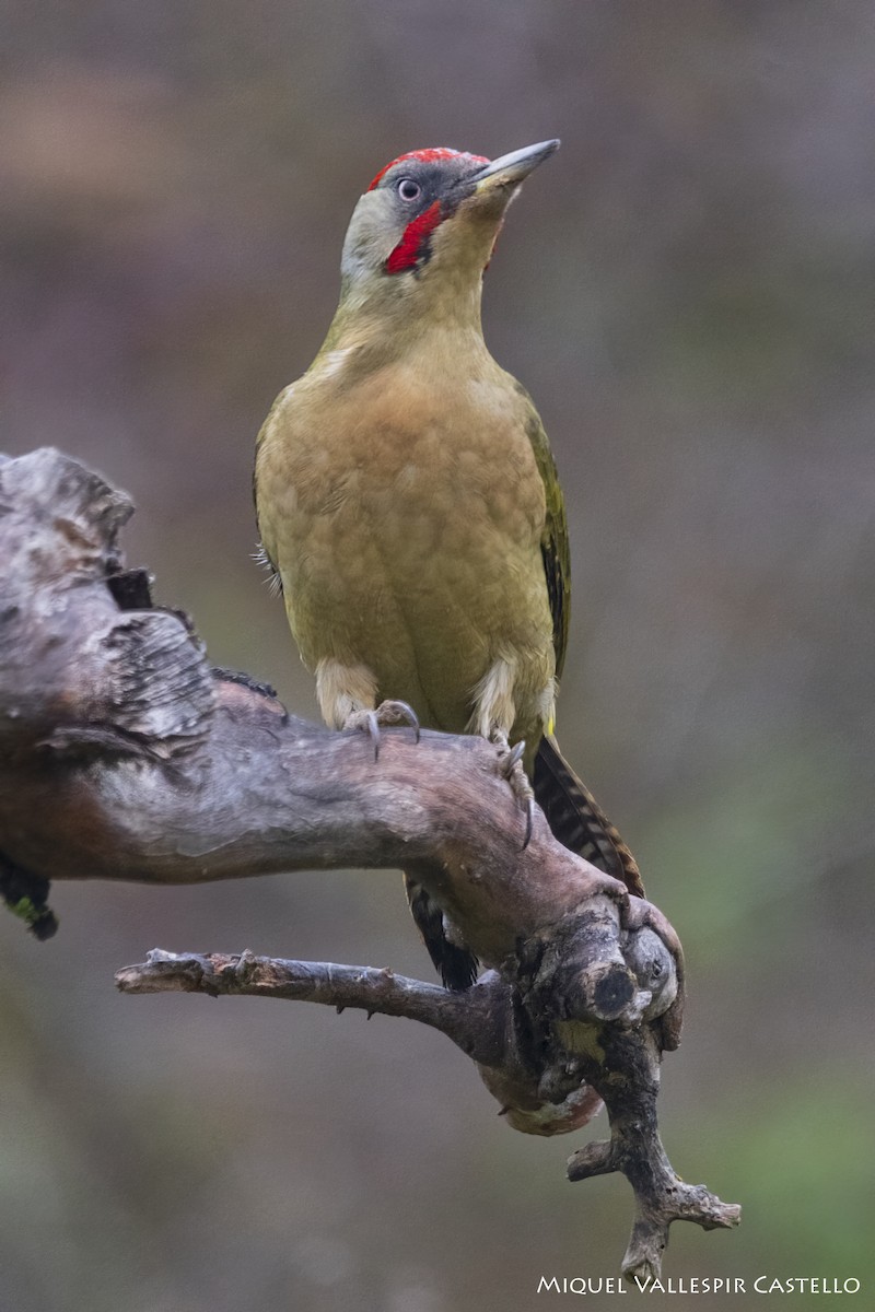 Iberian Green Woodpecker - ML619126545
