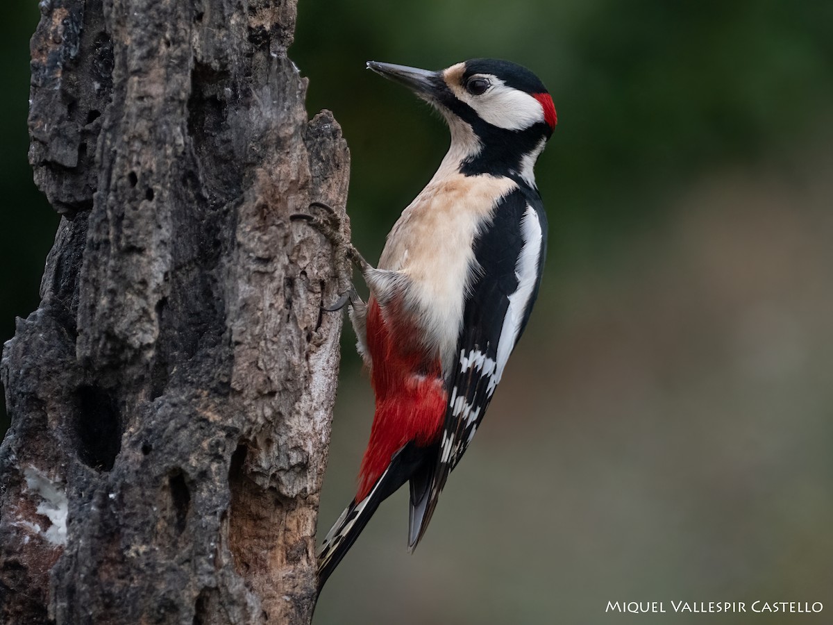 Great Spotted Woodpecker - ML619126558