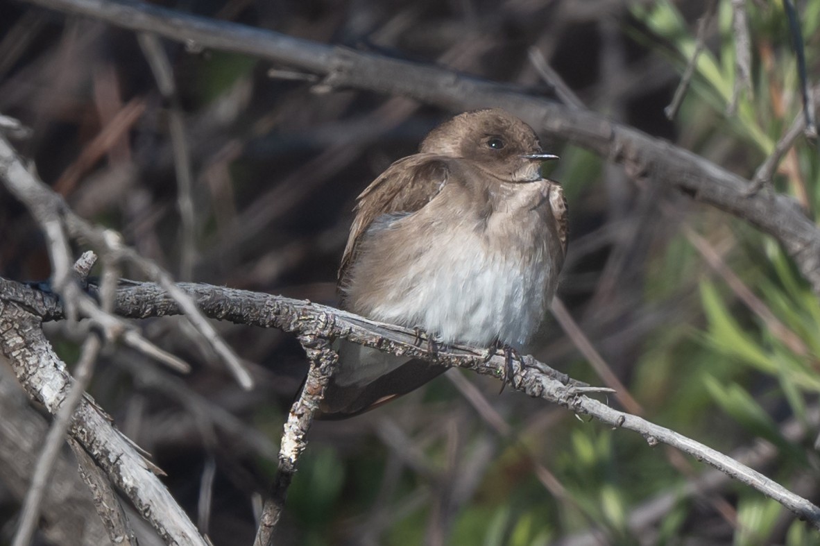 Northern Rough-winged Swallow - ML619126571