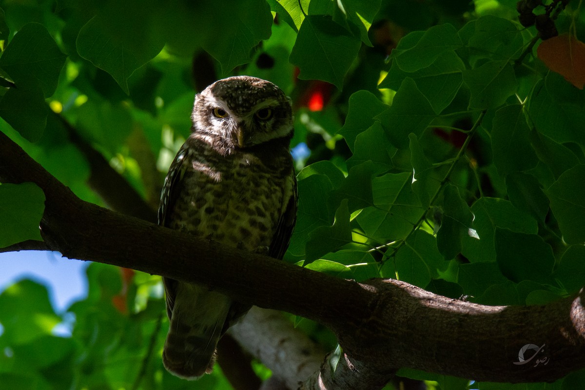 Spotted Owlet - ML619126579