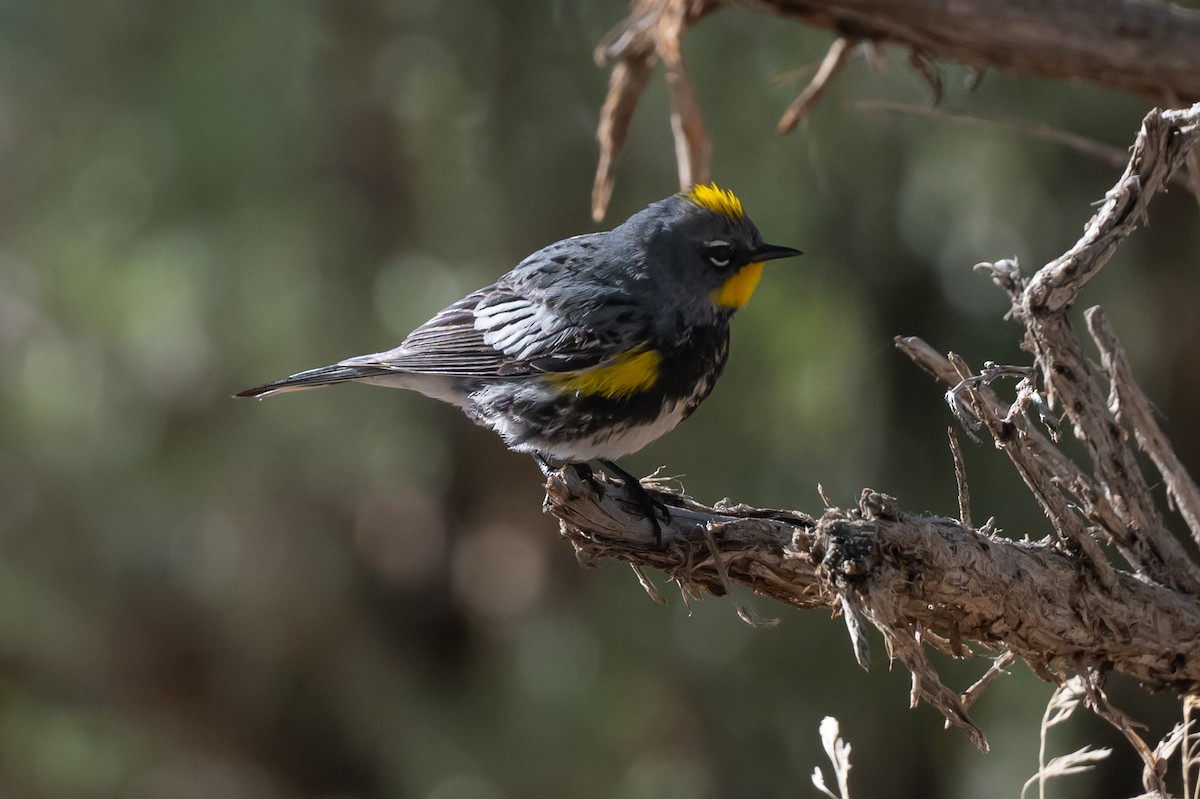 Yellow-rumped Warbler (Audubon's) - ML619126585
