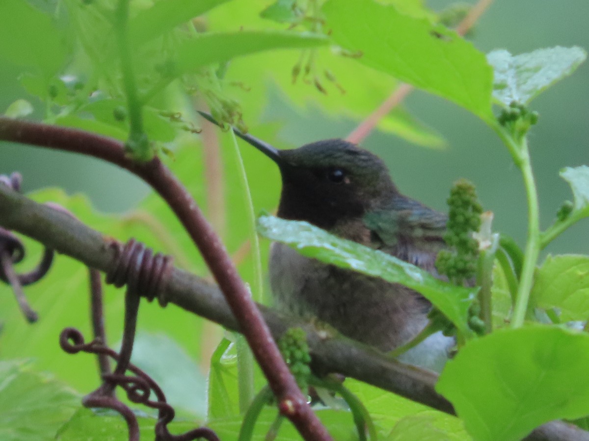 Ruby-throated Hummingbird - ML619126595