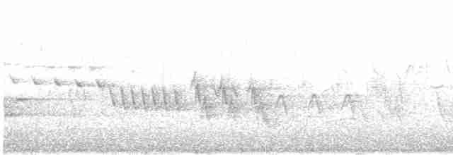 קיכלי לבן-גבה (אירואסייתי) - ML619126723