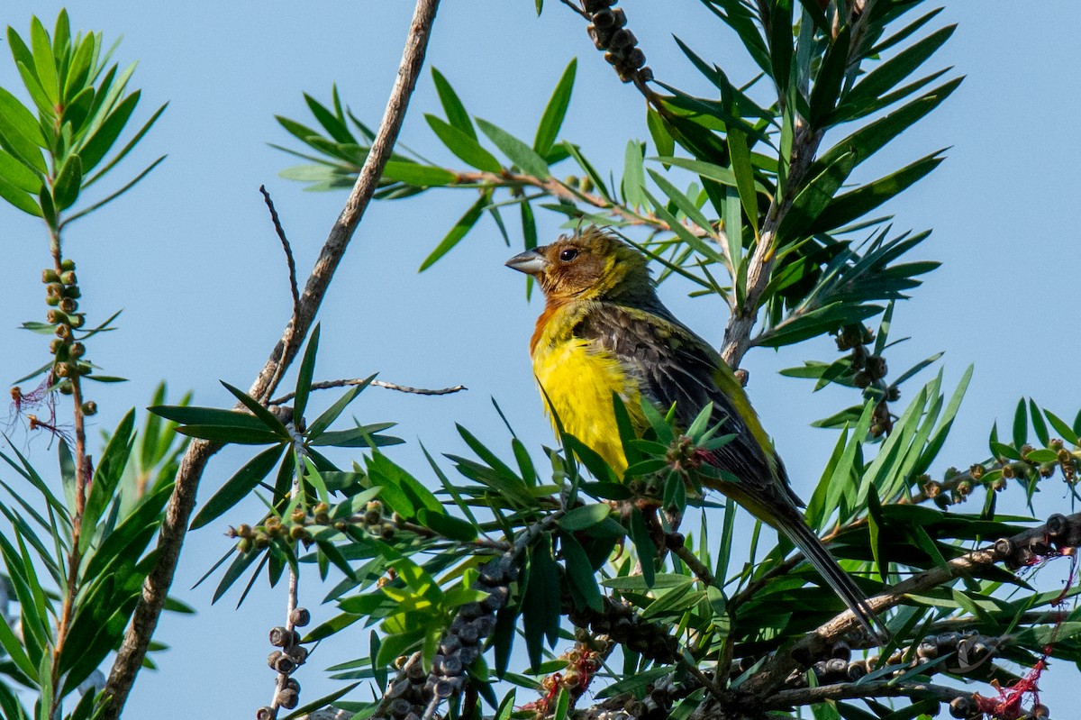 Red-headed Bunting - ML619126746