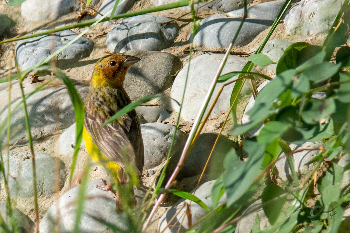 Red-headed Bunting - ML619126749