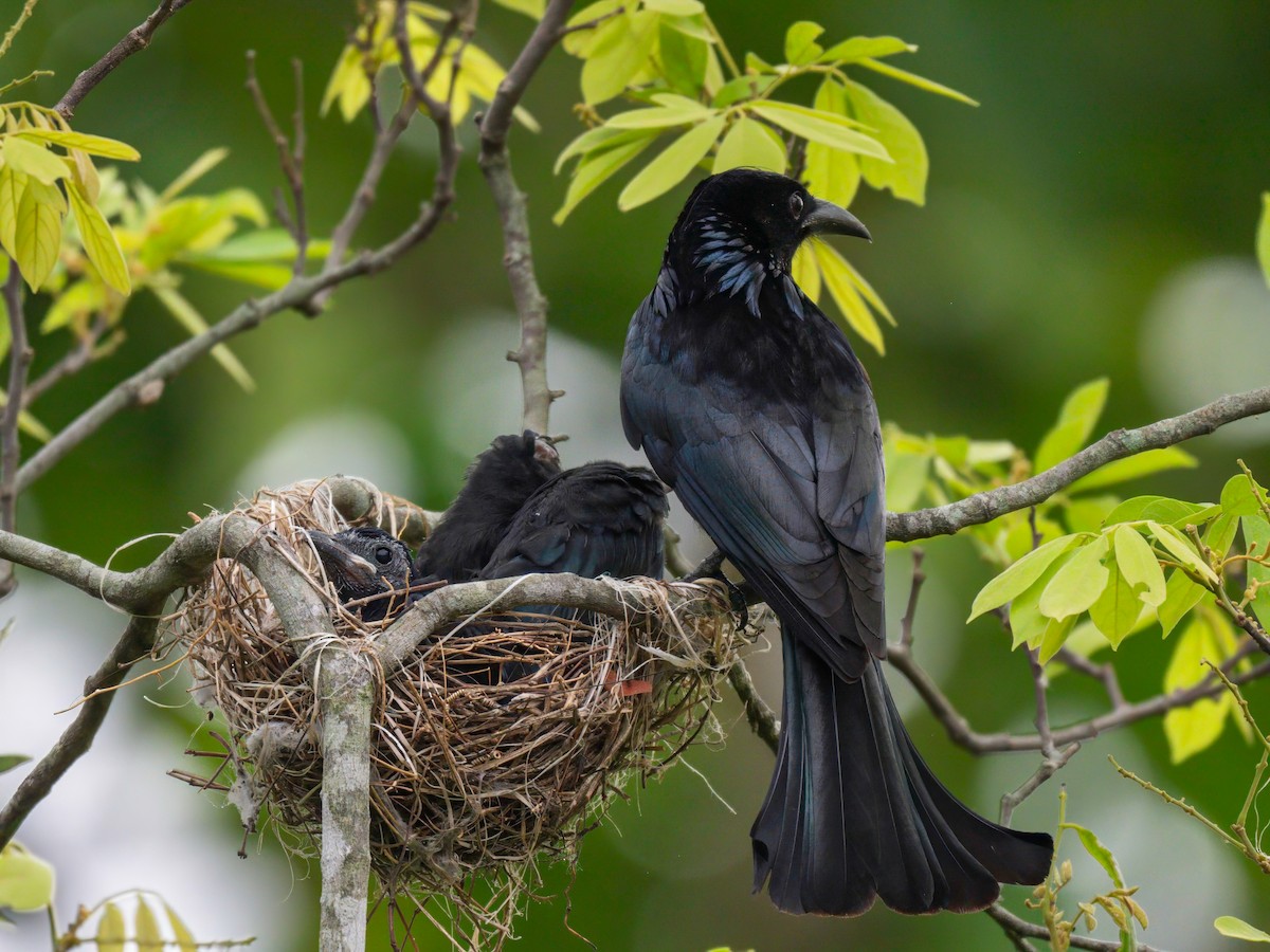 Hair-crested Drongo - ML619126751