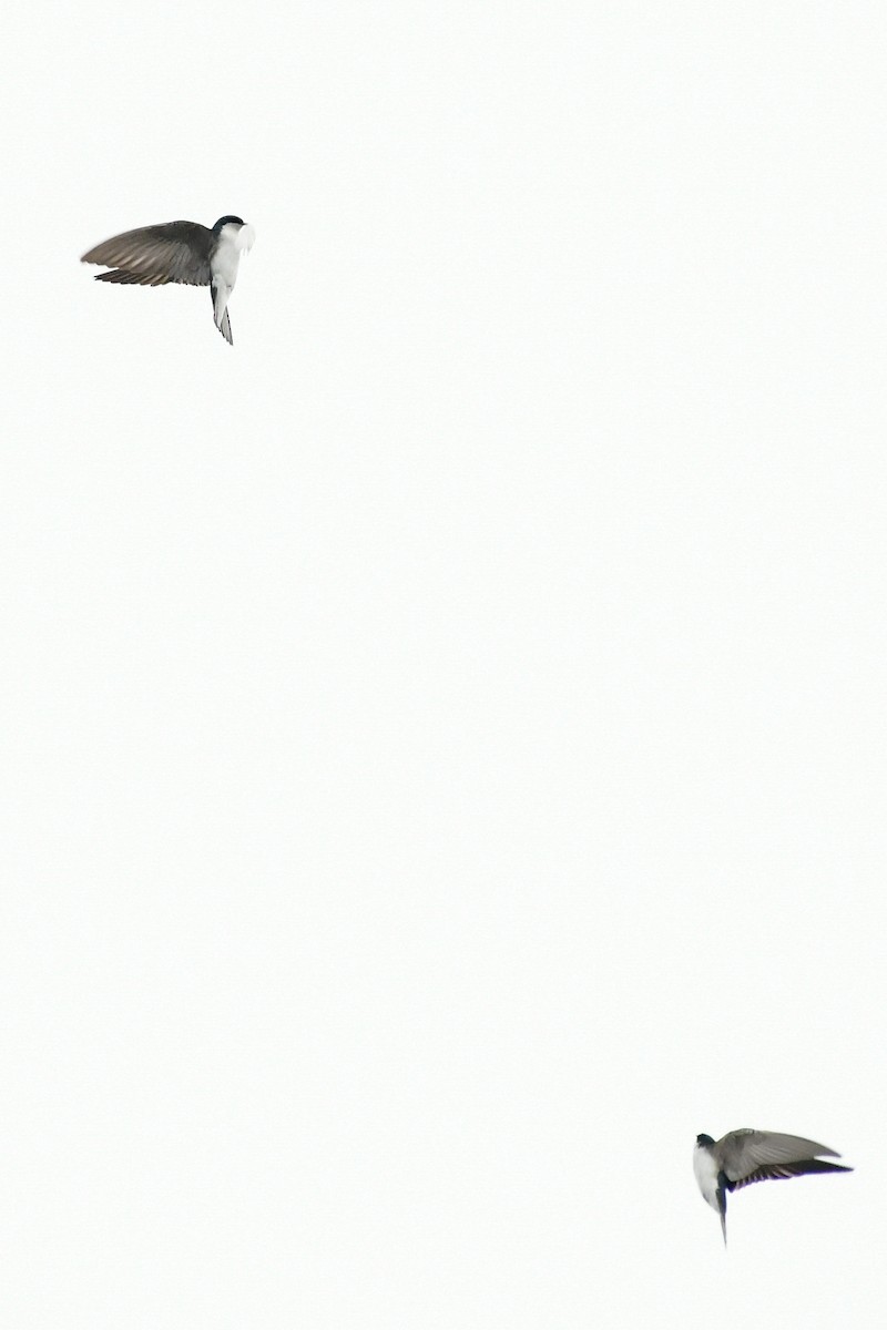 Tree Swallow - ML619126755