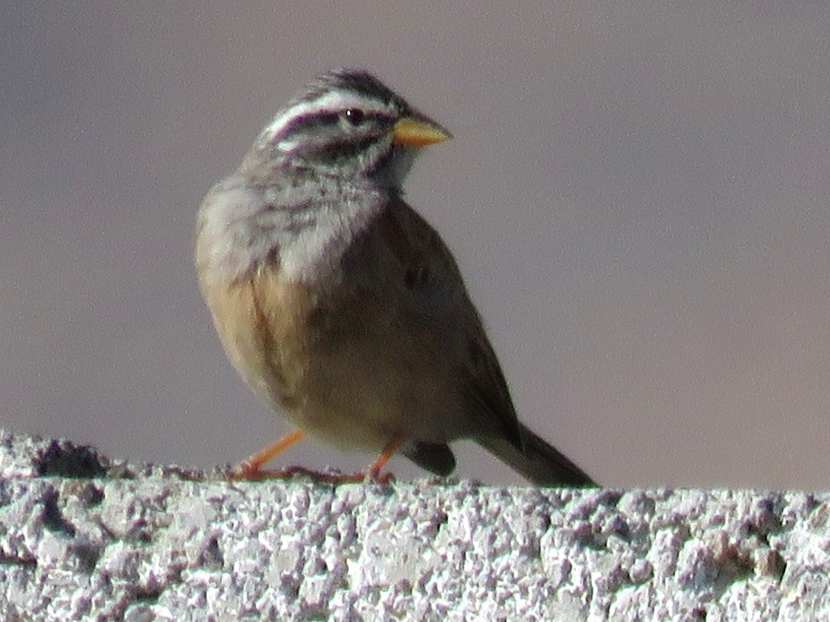 Striolated Bunting - ML619126782