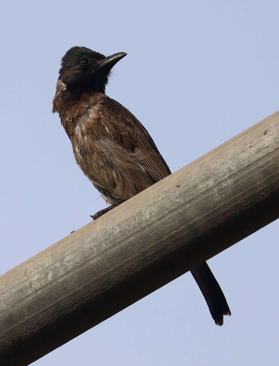 Red-vented Bulbul - ML619126811