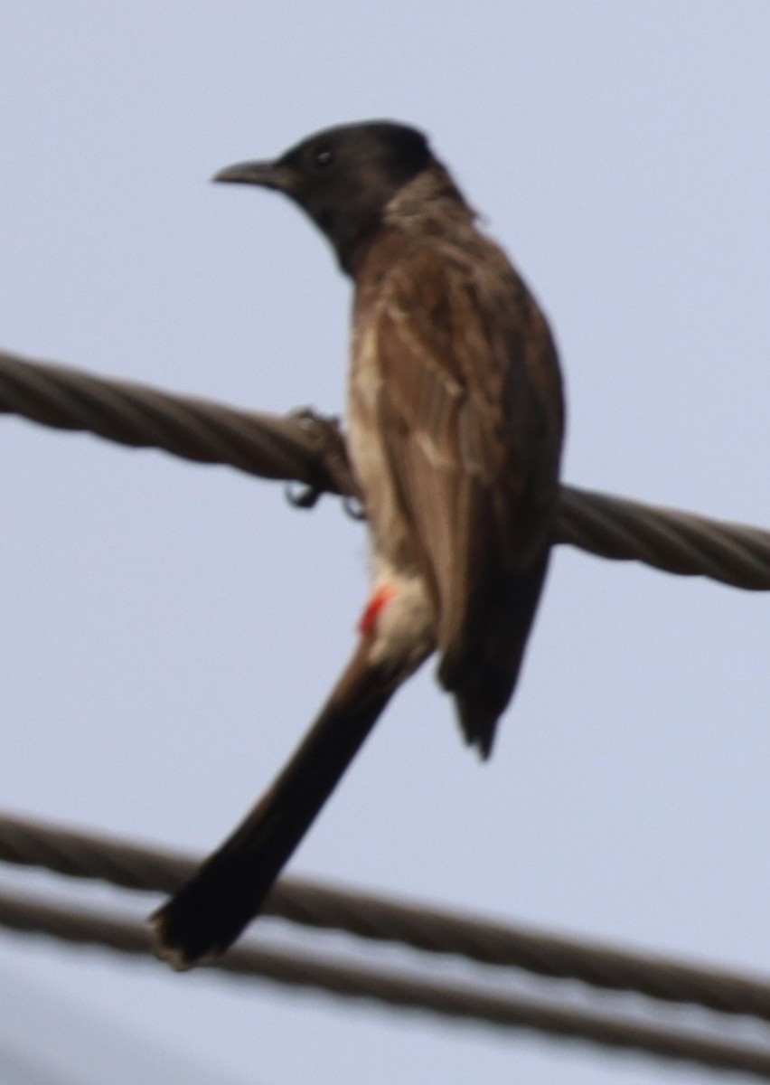 Red-vented Bulbul - ML619126813