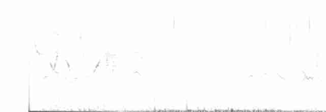 Малая вильсония - ML619126831