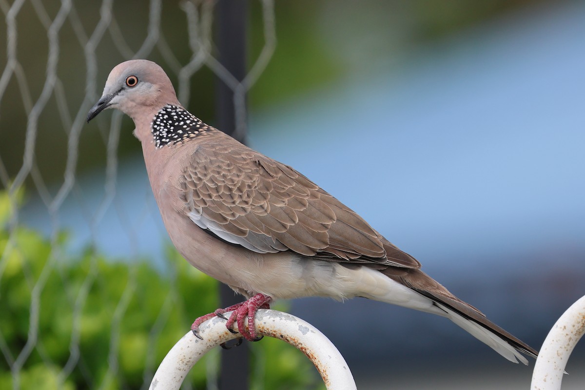Spotted Dove - ML619126833