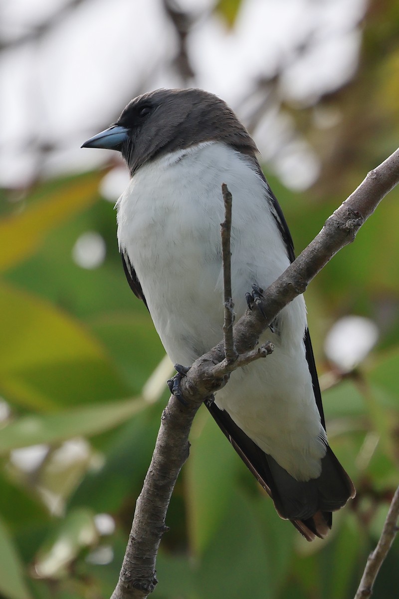 White-breasted Woodswallow - ML619126897