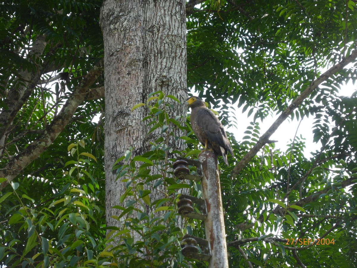 Crested Serpent-Eagle - ML619126898