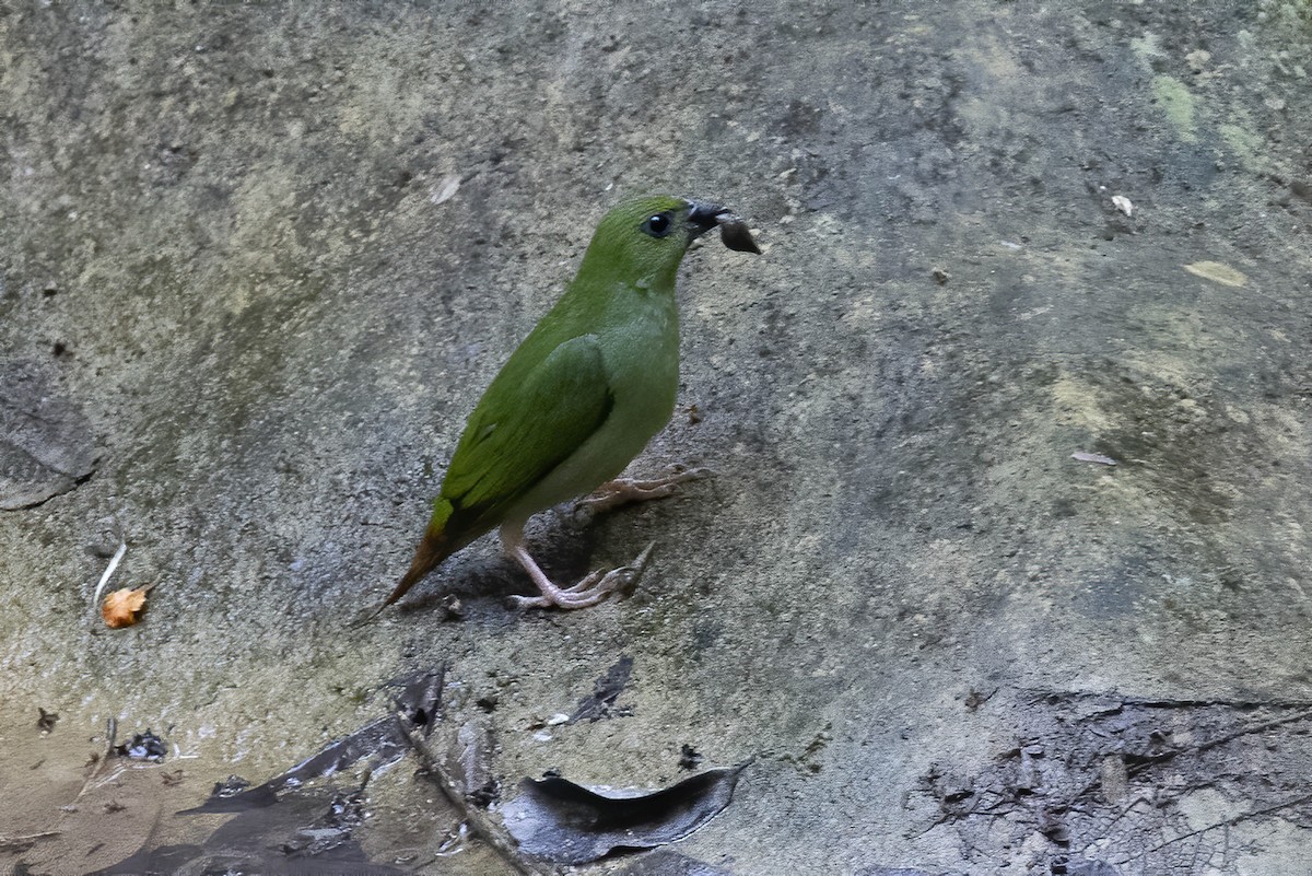 Green-faced Parrotfinch - ML619126912