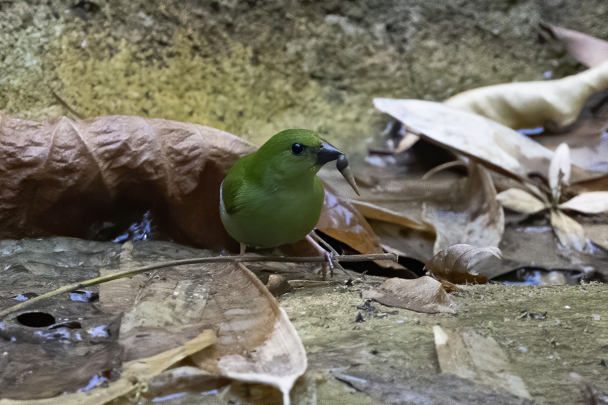 Green-faced Parrotfinch - ML619126913