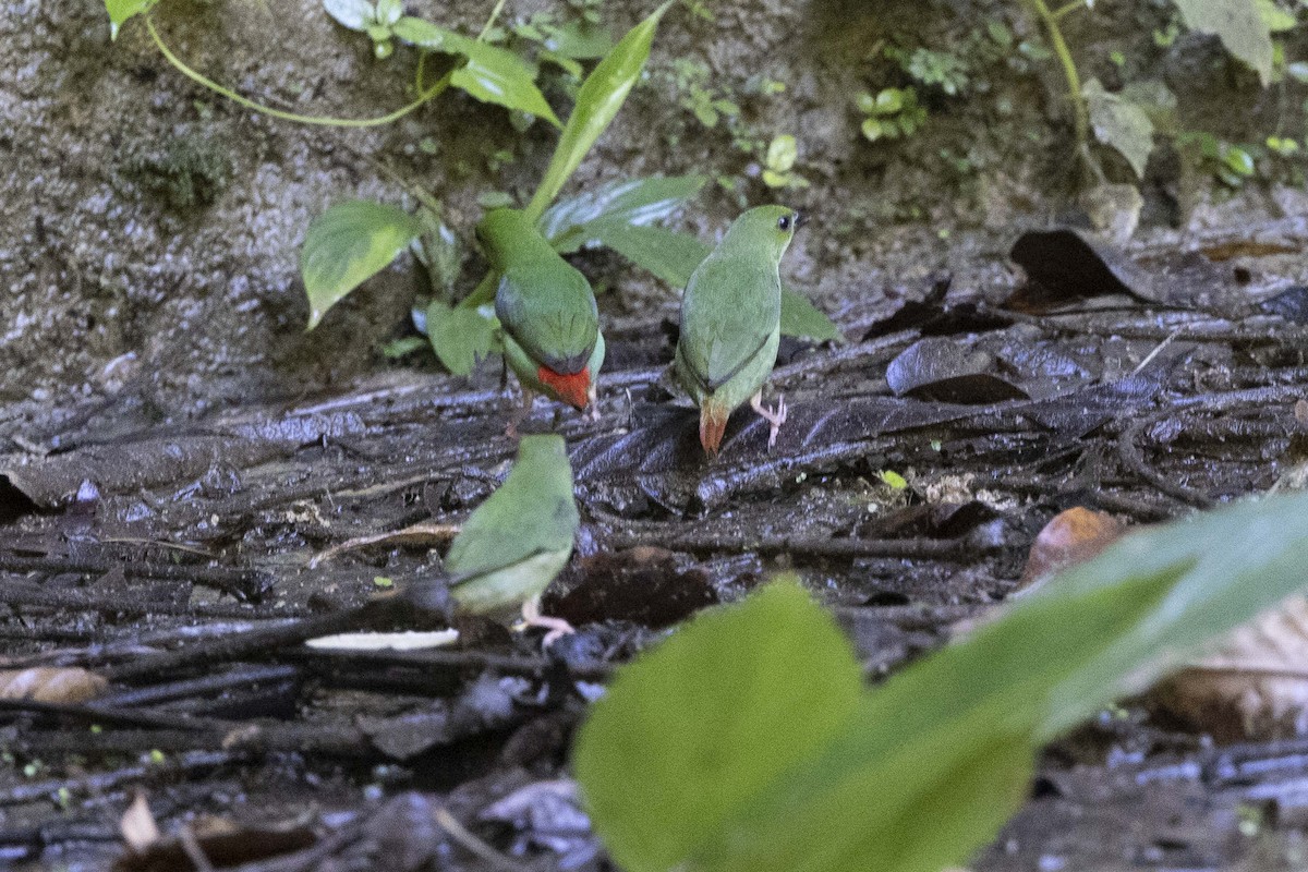 Green-faced Parrotfinch - ML619126914