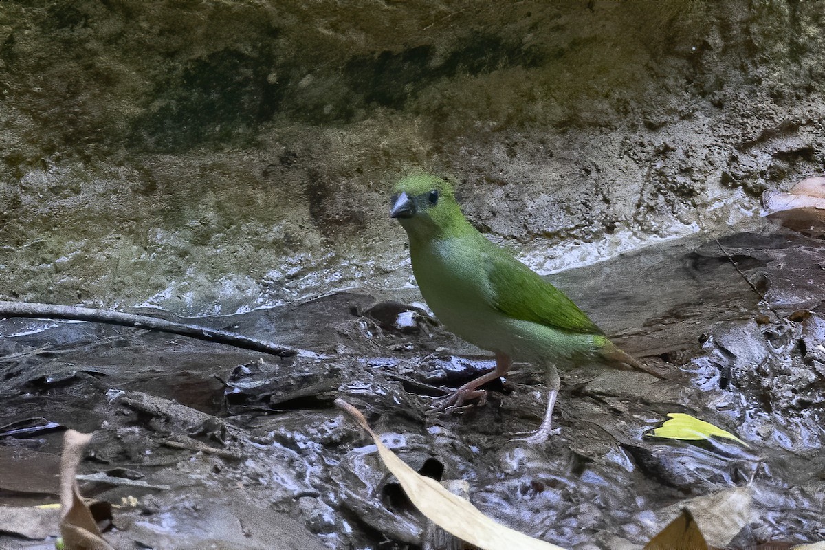 Green-faced Parrotfinch - ML619126916