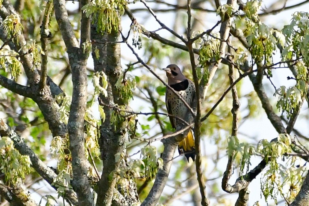 Northern Flicker (Yellow-shafted) - ML619126918