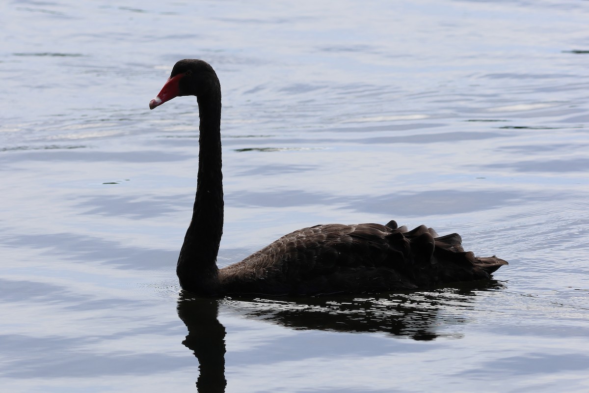 Black Swan - ML619126924