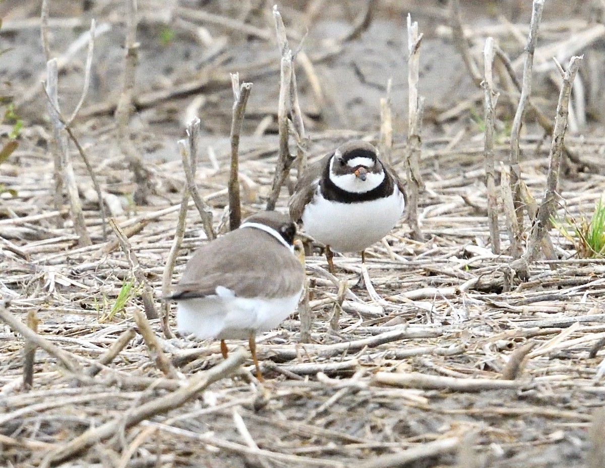 Semipalmated Plover - ML619126958