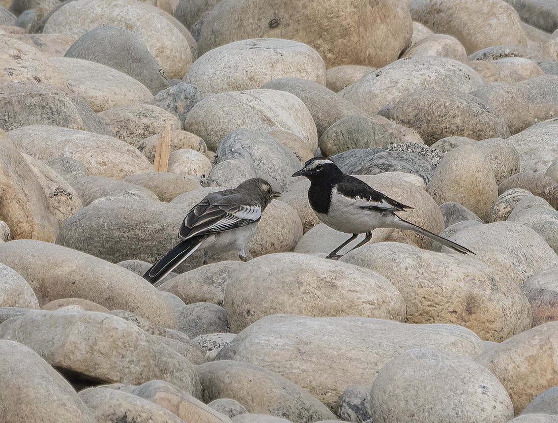 White-browed Wagtail - ML619127008