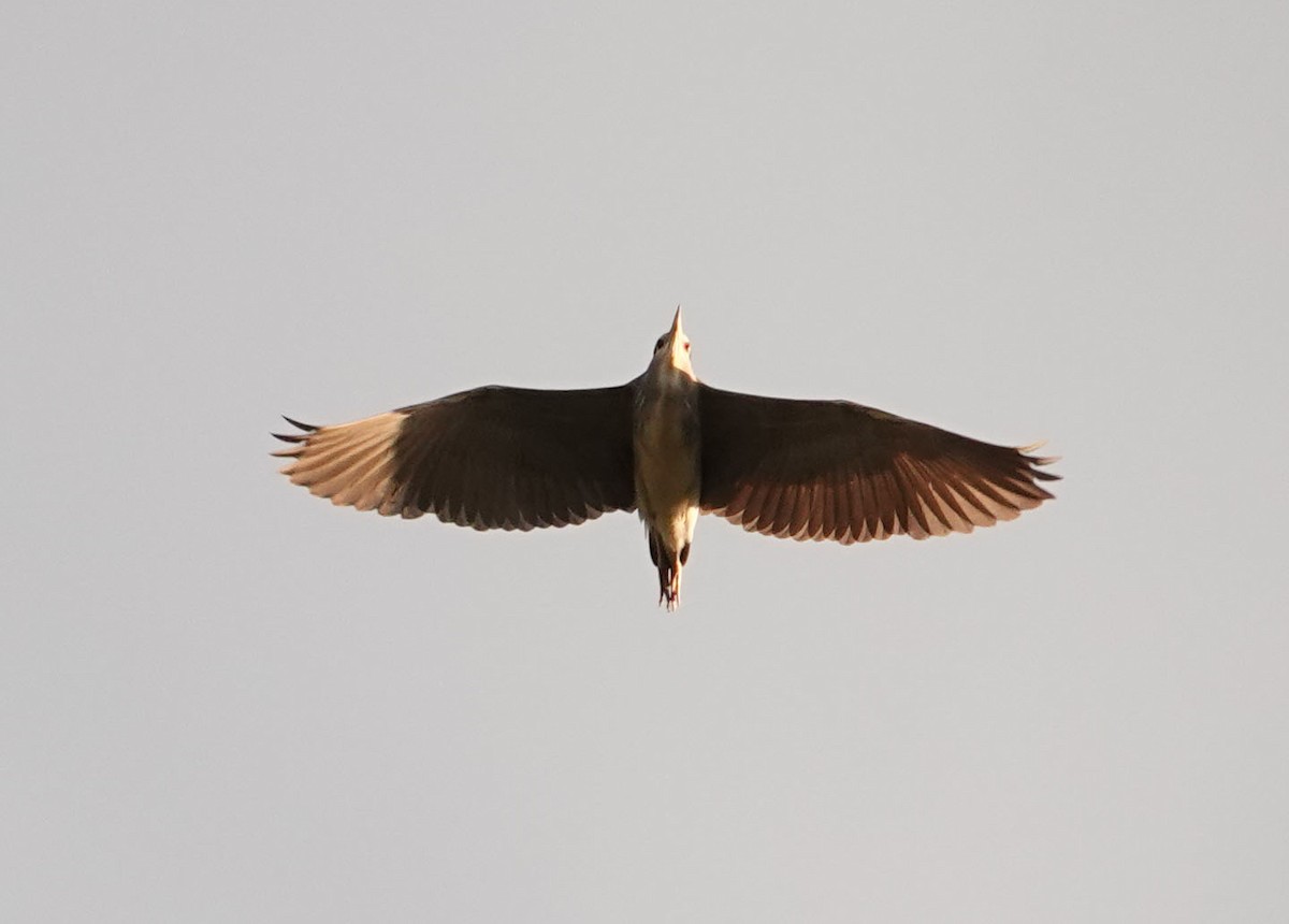 Black-crowned Night Heron - ML619127071