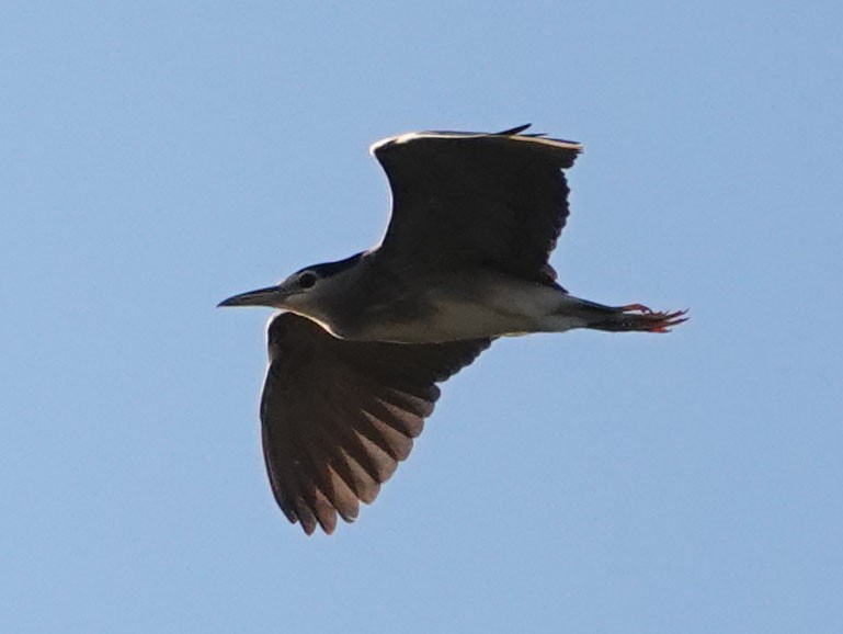 Black-crowned Night Heron - ML619127072