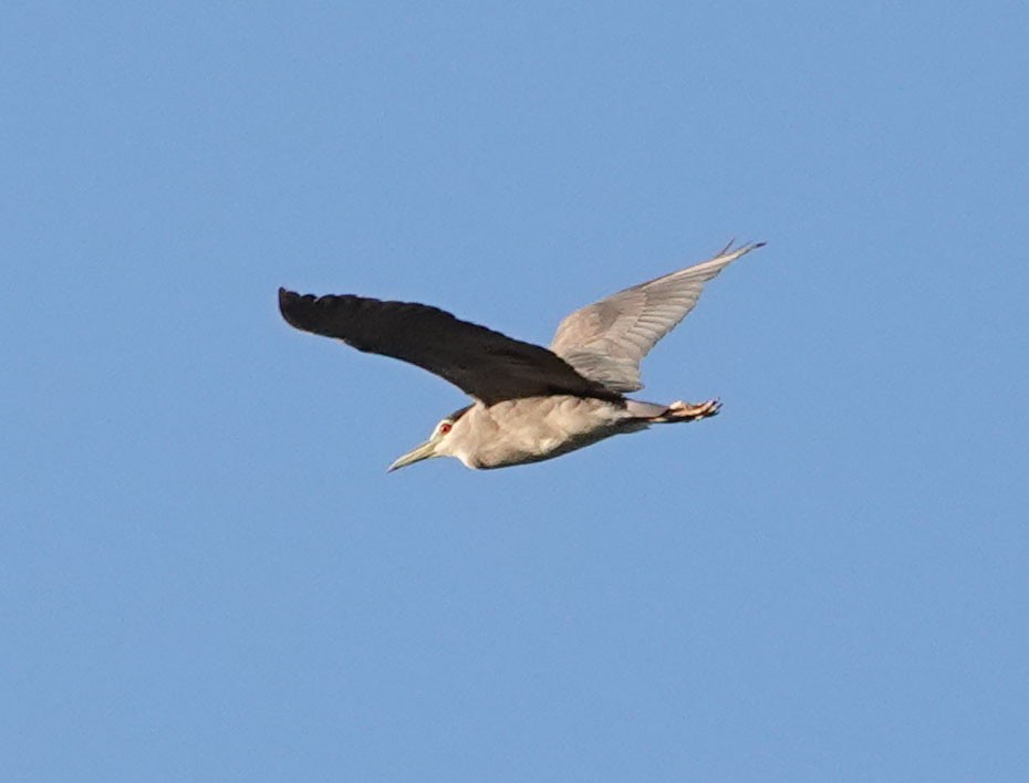 Black-crowned Night Heron - ML619127074
